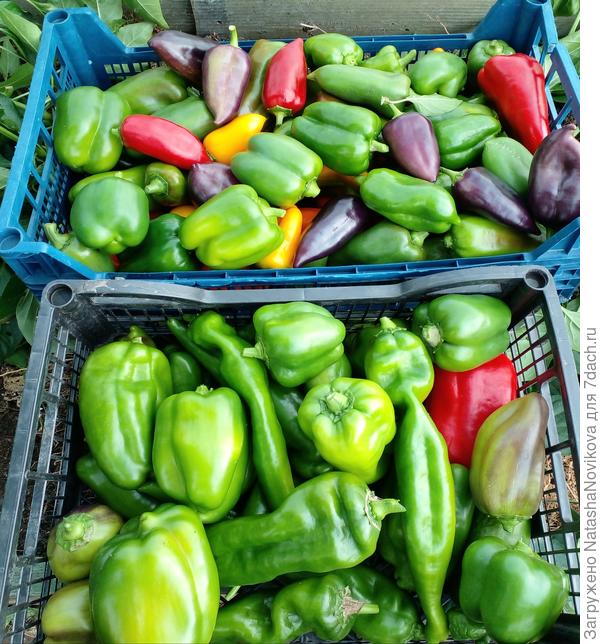 в последний день лета, опять из за ночного холода, пришлось снимать зеленые