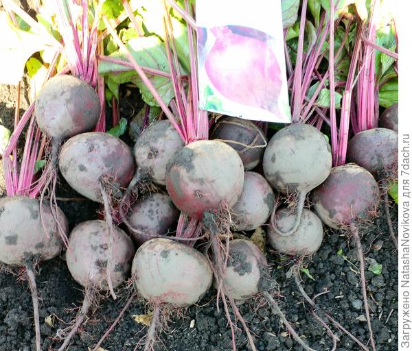 корнеплоды выровненные