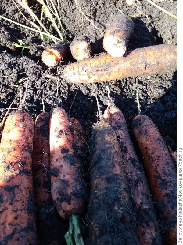 трескалась от избытка влаги