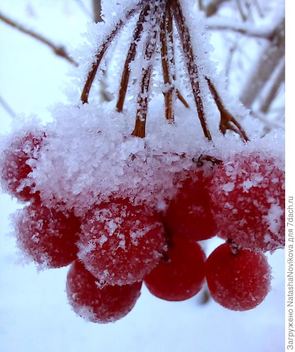 зимние ягоды калины