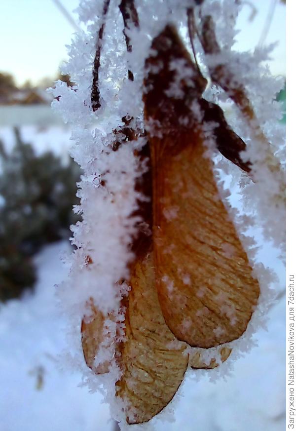 как будто бабочки белянки пристыли