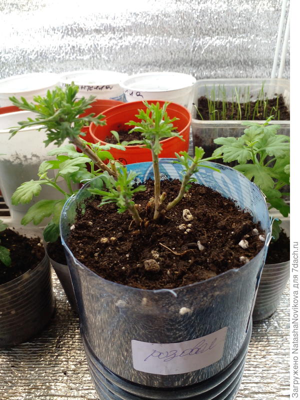 пэт бутылки