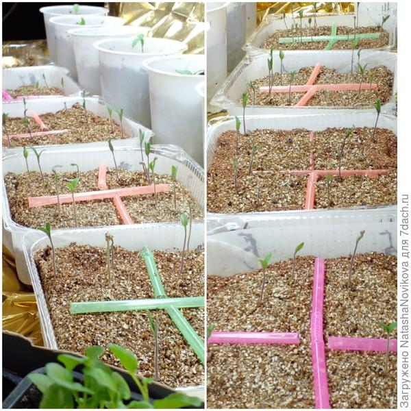 одноразовые контейнера для посева семян