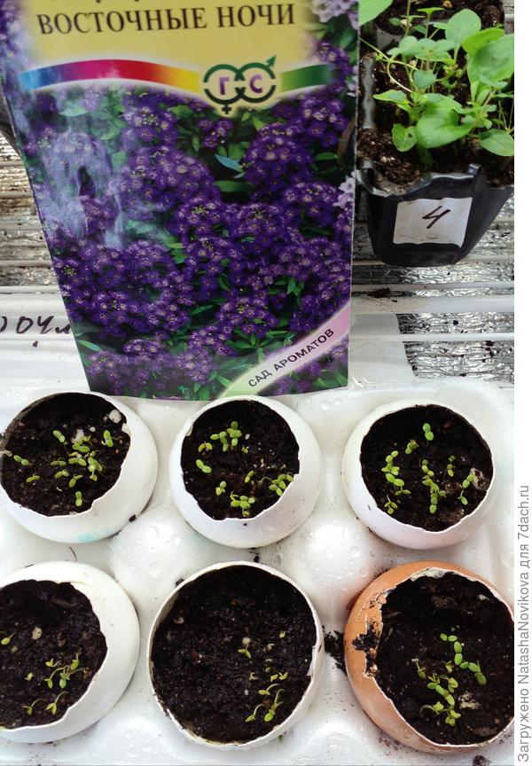 скорлупки от яиц