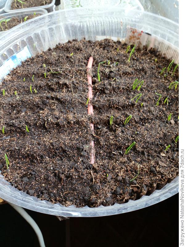 тортовницы