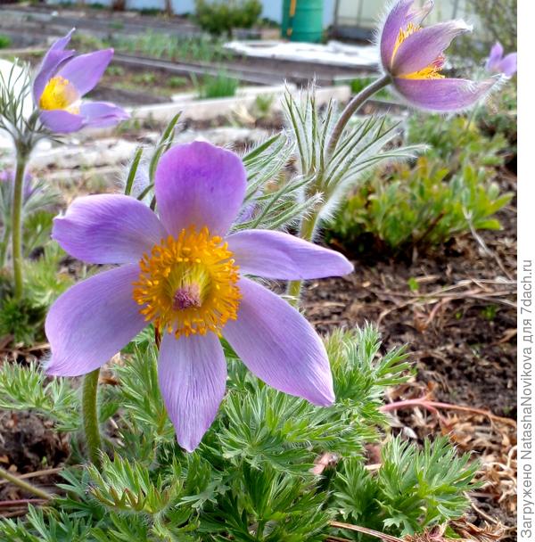 семена собрала