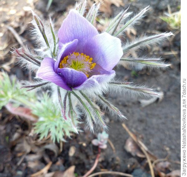 прострел зацвёл в год высадки рассады
