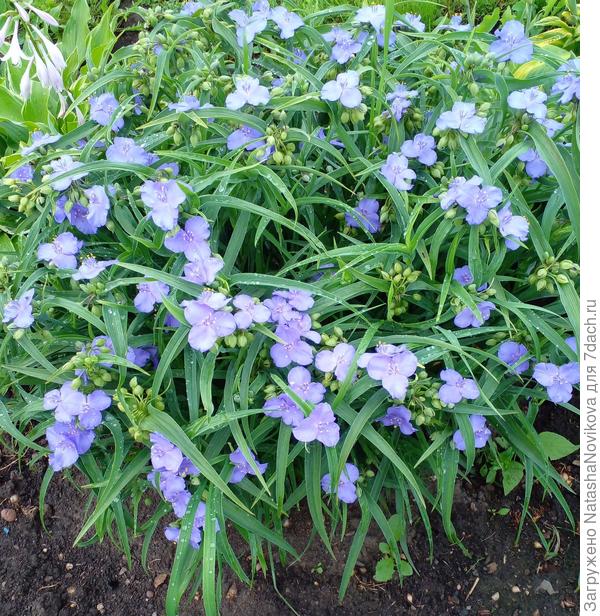 от этого любимчика кусочек отделяля, должен прижиться