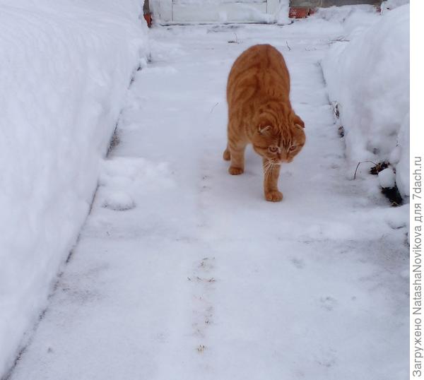 котярка гуляет