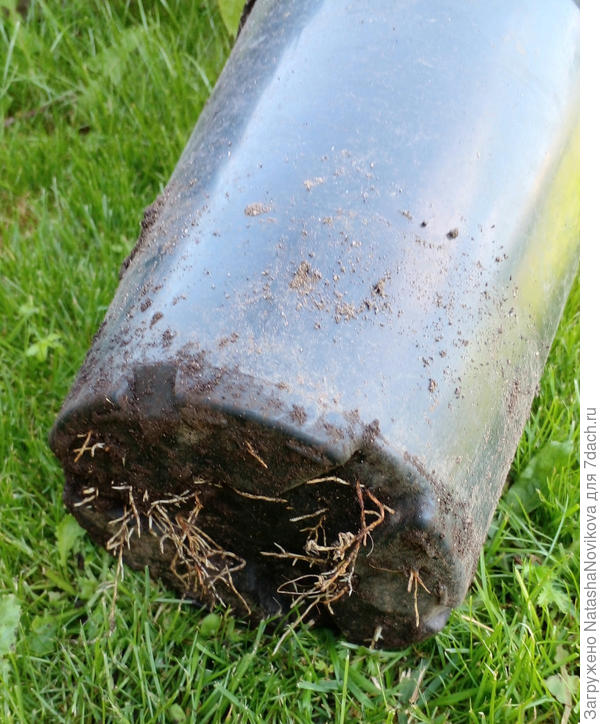 через дырочки корешки обламываются