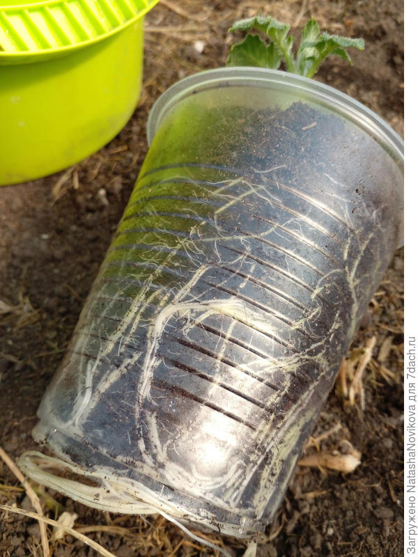 через прорези ложатся по корневому кому