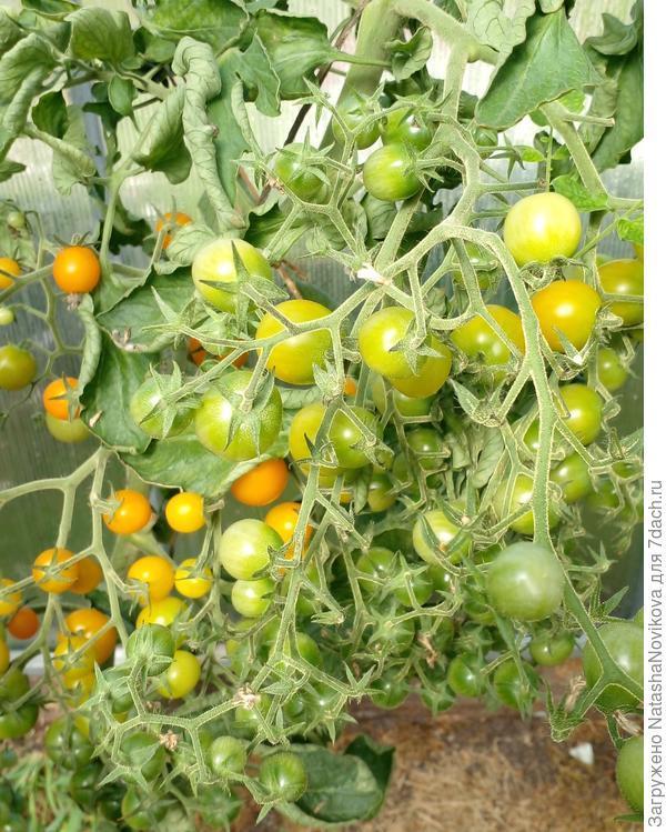 &quot;черри краски&quot;