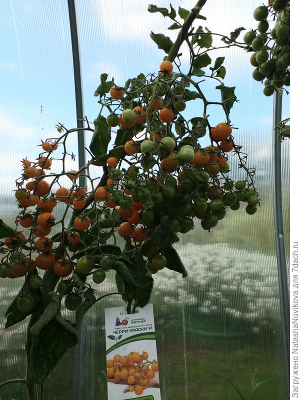 так и вела в 1 стебель