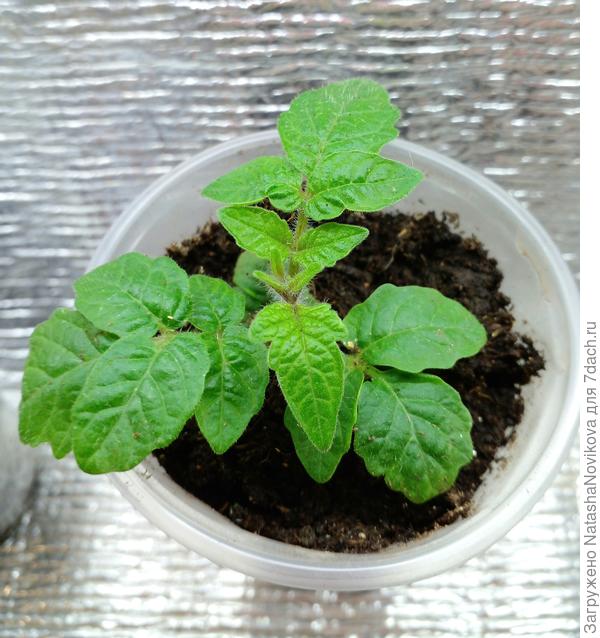 красавица крошечка