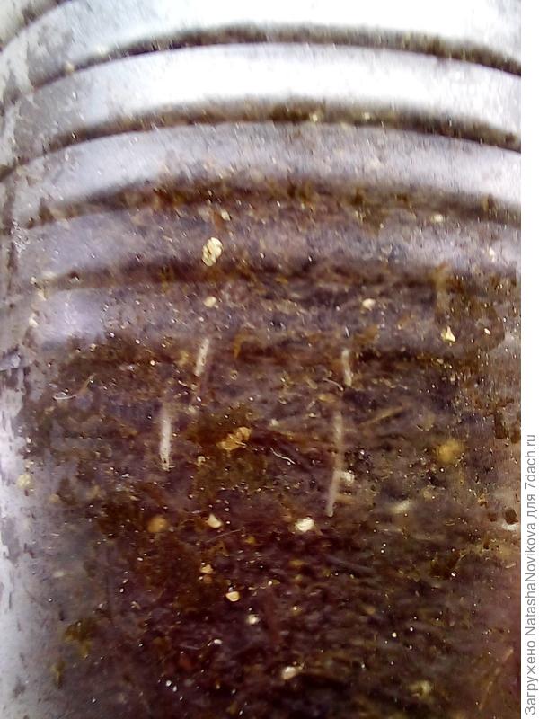 пускает корешки