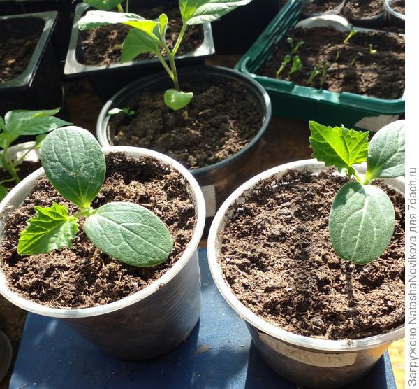 считаю что здесь полные всходы