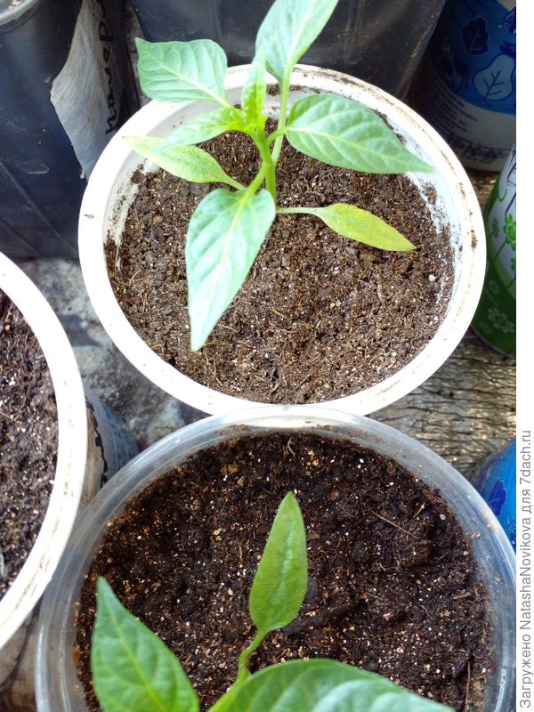 здесь я уже начинаю подкармливать, нижние листики пожелтели, давала фертику для овощей