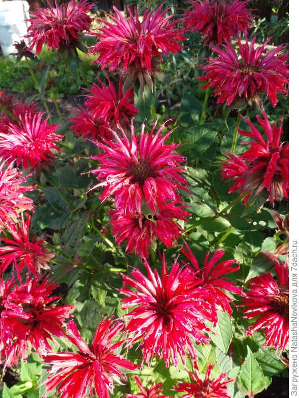 этот кустик нынче нужно будет делить.