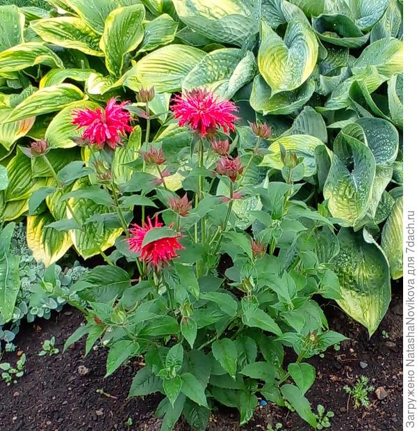 первогодка