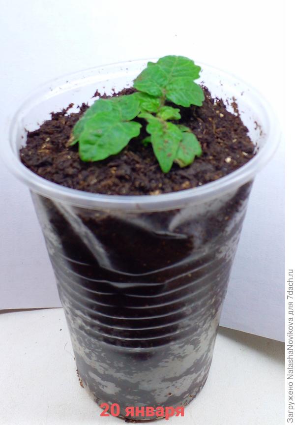 была такая до перевалки