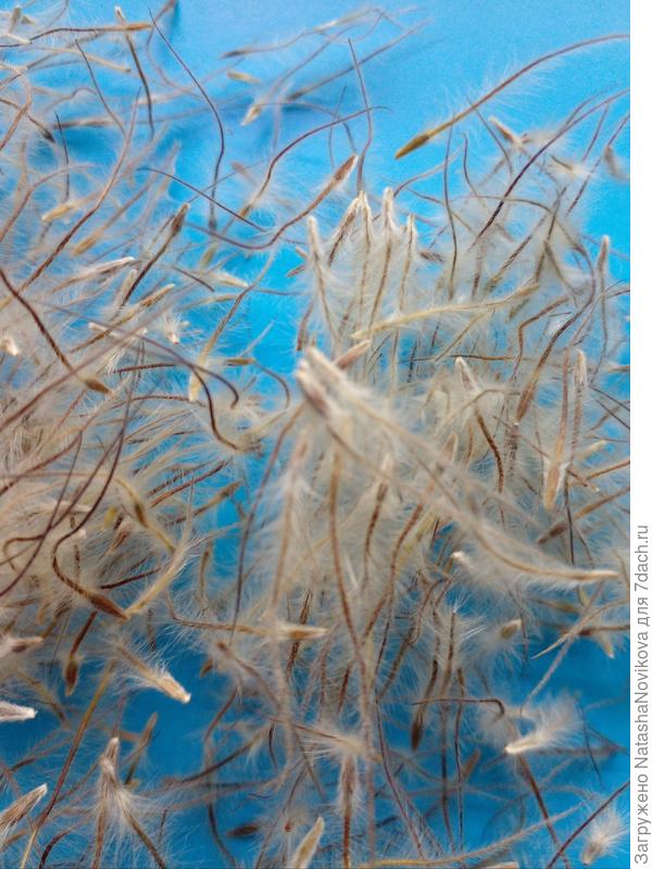 я думала это семена