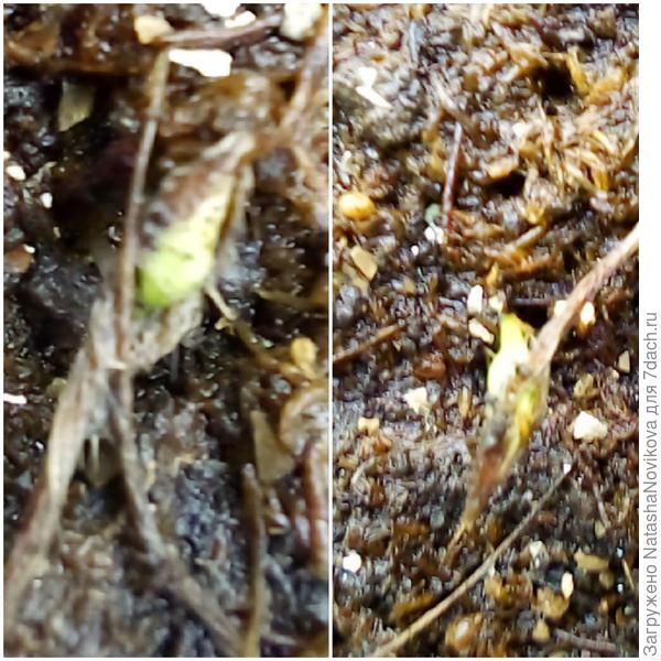 мои маленькие:)