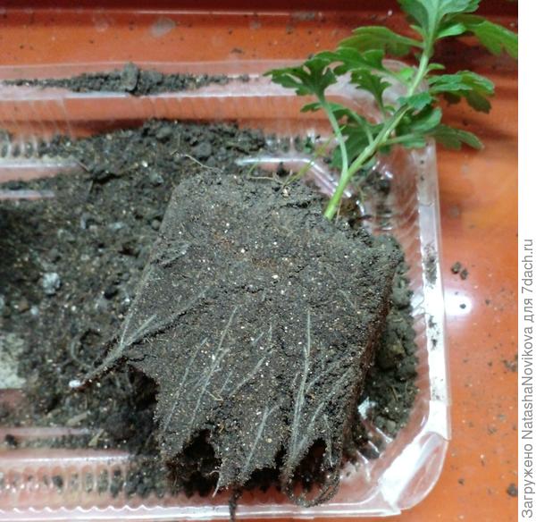 черенок хризы на микоризе, верхушки не большие, а корней много