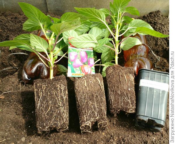 перцы с микоризой