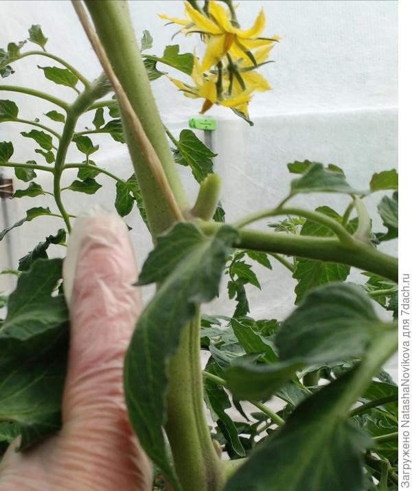 зачем томатам такие толстые стебли?