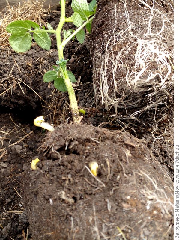 12 мая -32 дня от посадки