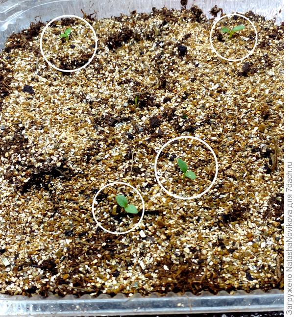 вылупляются мои красотульки