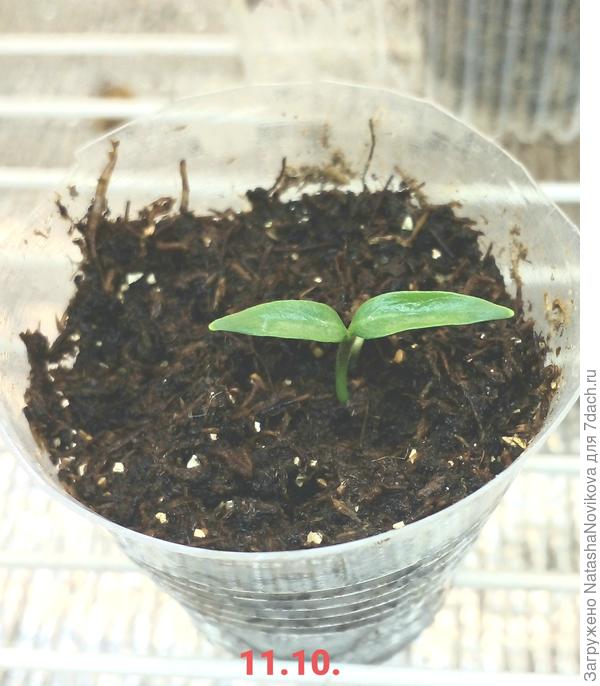 открыл точку роста свету и солнцу