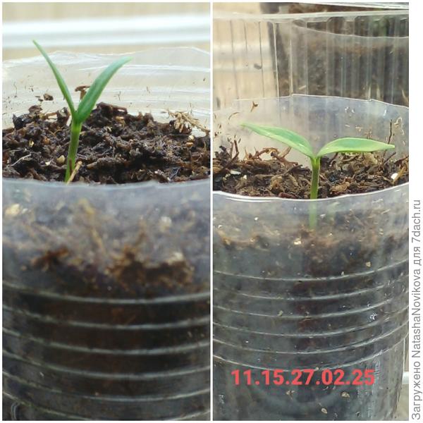 слева - вечером хочет спать, справа - проснулся