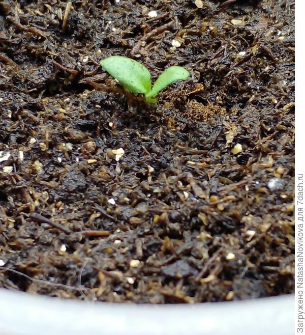 25.02. пересадила