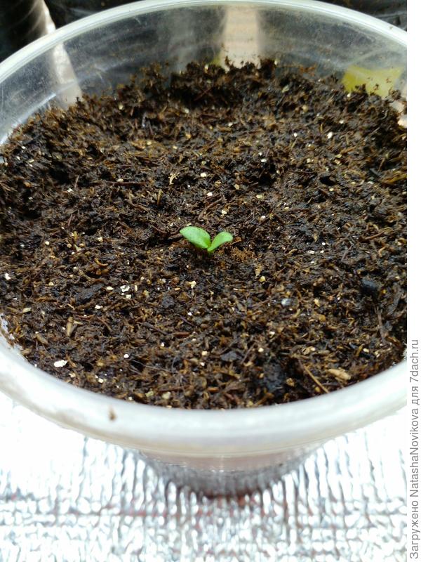 стакан большой, может парочку подселить?