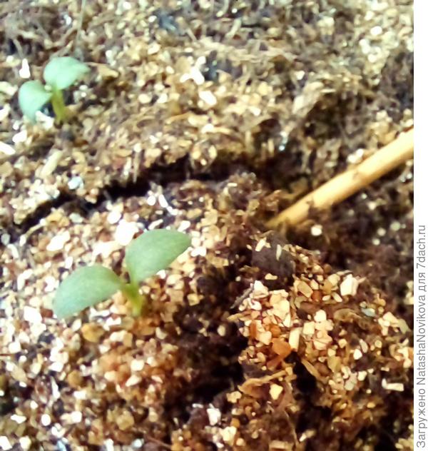 крошечки такие