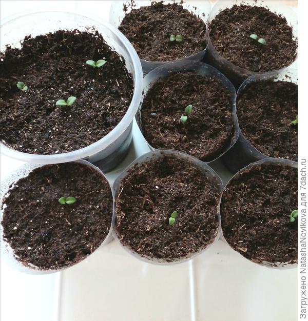 в большой стакан всё таки подселила двух крох, потом разделю