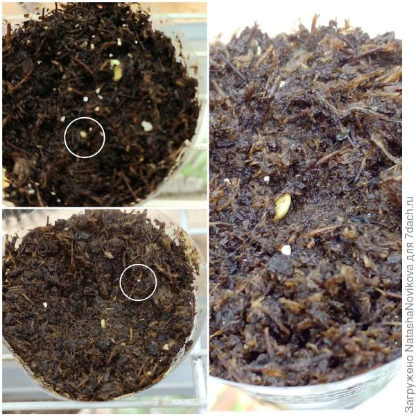 сеяла где то по 2 семки, утром должны взойти все