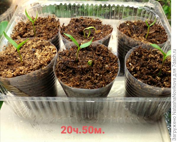 13 часов подсвечивала взошедшие, ещё на часик оставлю