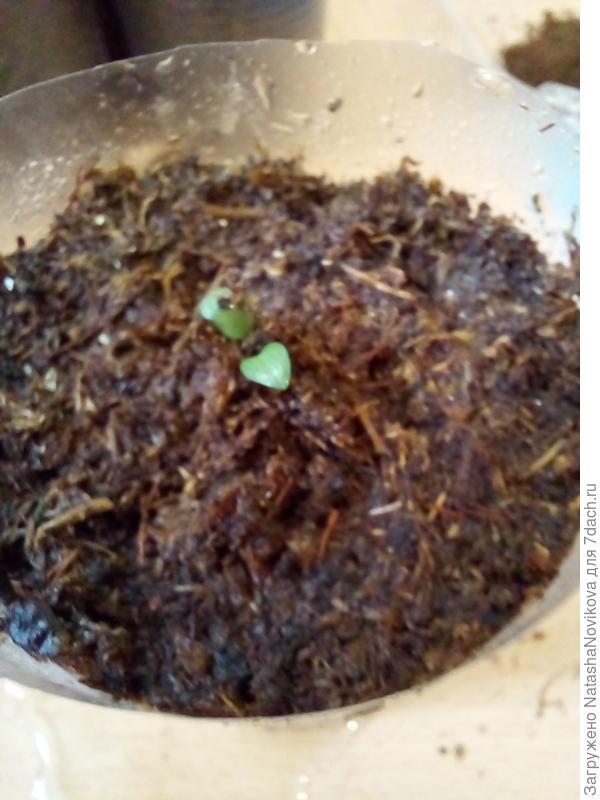 пока оставила в тепле +23° промоченные все как бы ч/н не подцепили в холодном месте, пусть пару дней приживаются