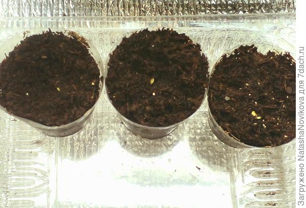 три стаканчика были без всходов, утром унесла под лампу, сейчас уже начали клюваться