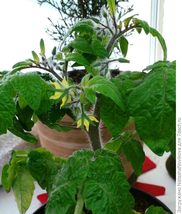 ну очень медлительная &quot;черничка&quot;