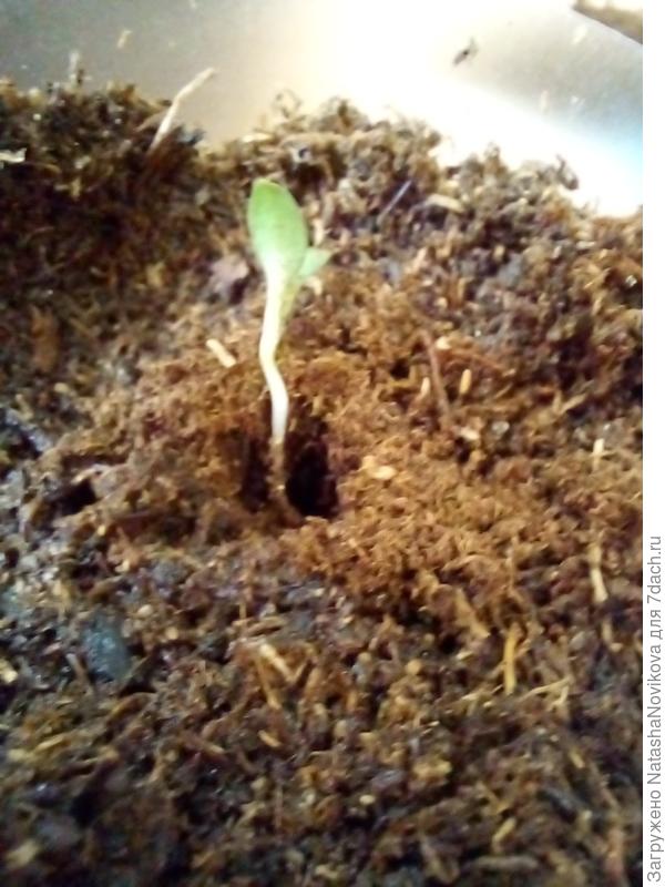 пересаживала с микоризой