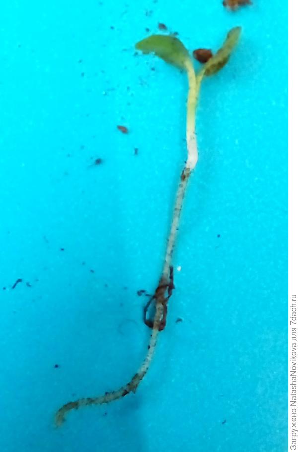 а корешки уже длиные