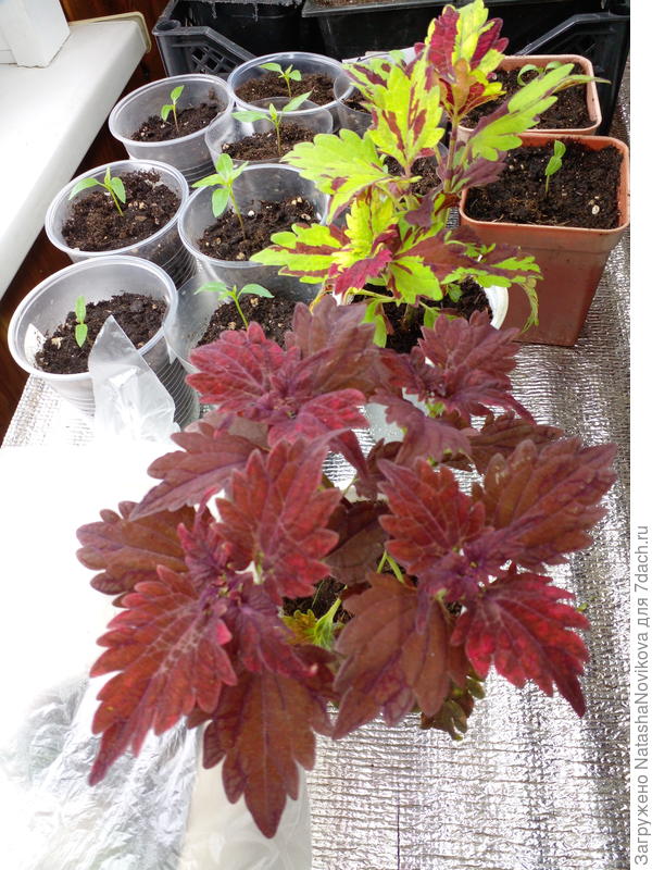 в 2023 г выращивала из семян фото посева не осталось