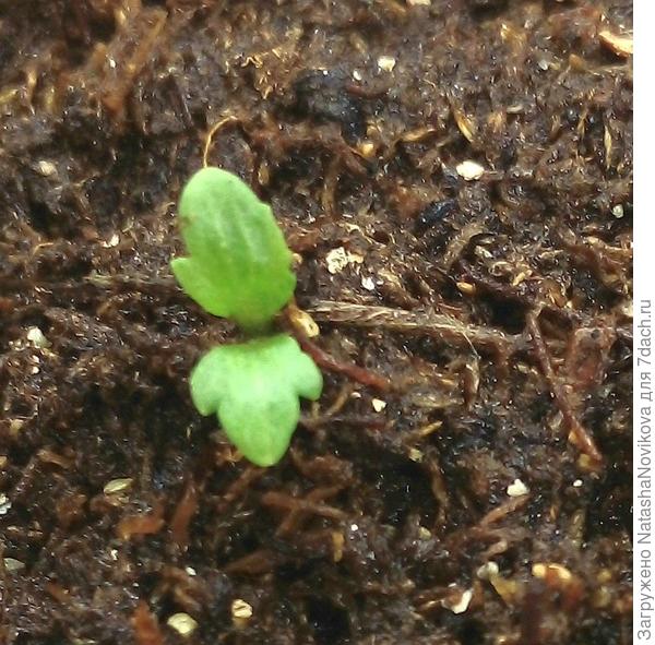 интересные листики