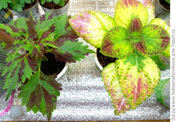 теперешние