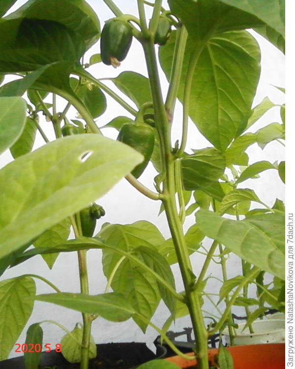 переваливала три раза