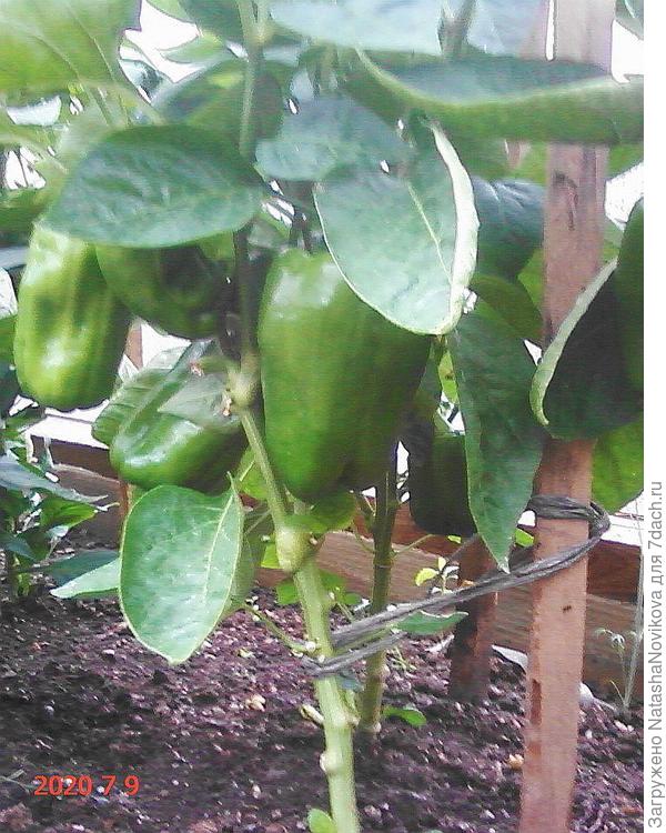 урожай был ни о чём.