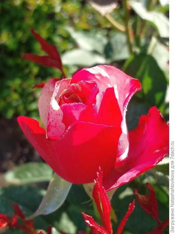 на низком старте